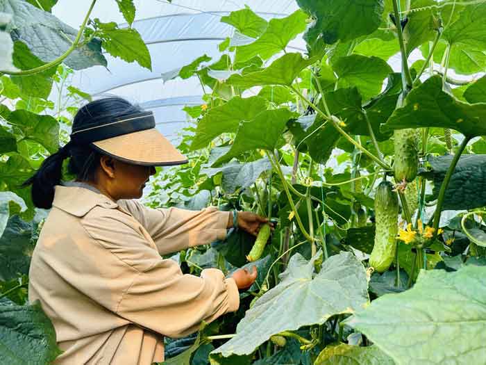 香港六宝典资料免费